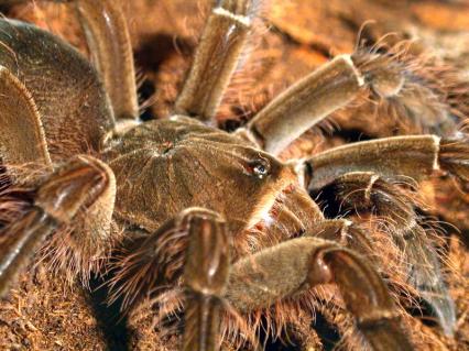 vogelspinnen Bilder - Theraphosa blondi