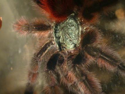 vogelspinnen Bilder - Avicularia versicolor