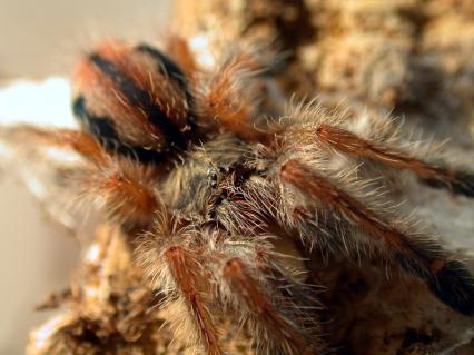 vogelspinnen Bilder - Zu Besuch: Iridopelma hirsutum