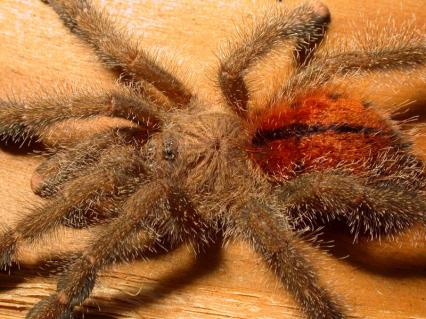 vogelspinnen Bilder - Avicularia huriana