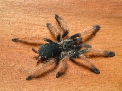 vogelspinnen Bilder - Psalmopoeus pulcher