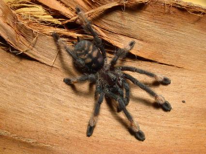 vogelspinnen Bilder - Psalmopoeus irminia