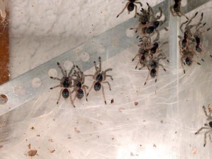 vogelspinnen Bilder - Ephebopus murinus