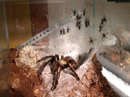 vogelspinnen Bilder - Ephebopus murinus