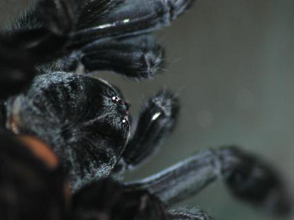 vogelspinnen Bilder - Psalmopoeus irmina
