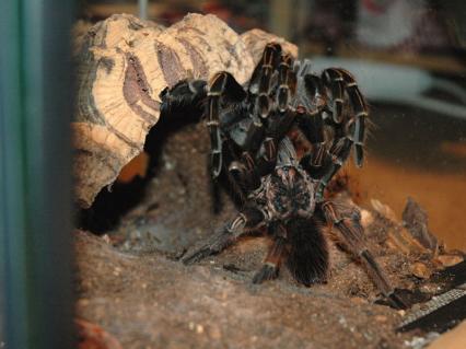 vogelspinnen Bilder - Verpaarung Lasiodorides striatus
