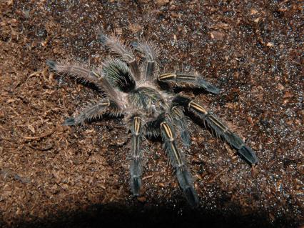 vogelspinnen Bilder - Ephebopus murinus