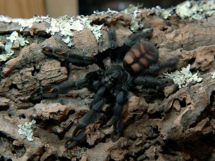 vogelspinnen Bilder - Psalmopoeus irminia