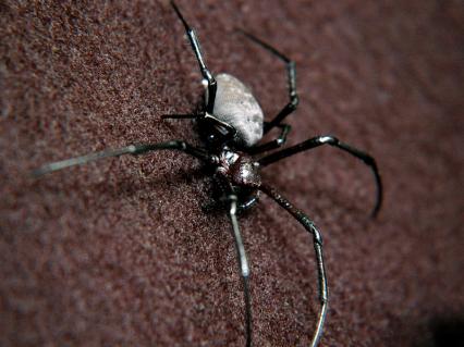 vogelspinnen Bilder - Nephilengys spec.