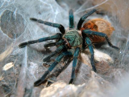 vogelspinnen Bilder - Chromatoplema cyaneopubescens