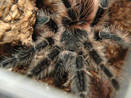 vogelspinnen Bilder - Lasiodora klugi
