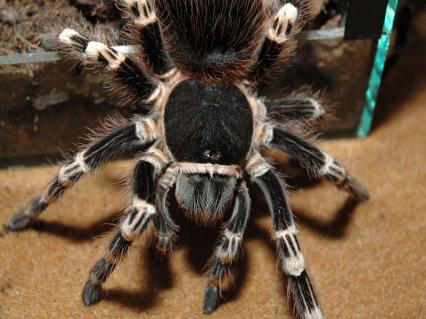 vogelspinnen Bilder - Acanthosccuria geniculata