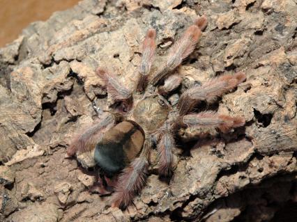vogelspinnen Bilder - Psalmopoeus pulcher