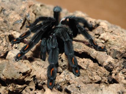 vogelspinnen Bilder - Psalmopoeus irminia