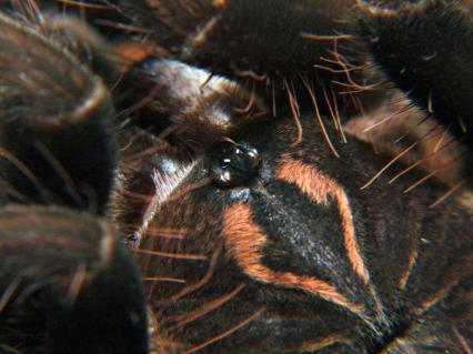 vogelspinnen Bilder - Pamphobeteus spec.