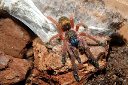 vogelspinnen Bilder - Ephebopus cyanognathus