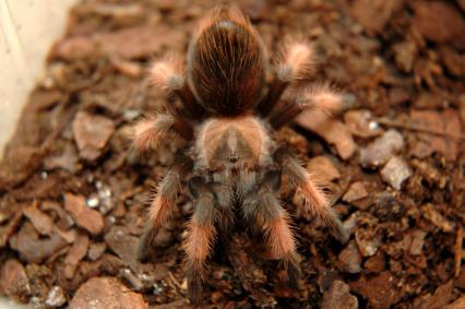 vogelspinnen Bilder - Brachypelma emilia