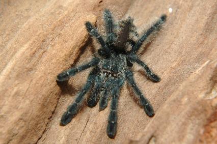 vogelspinnen Bilder - Avicularia pupurea