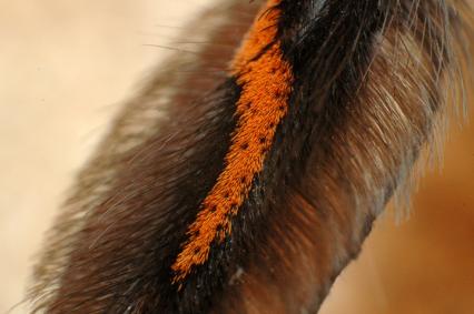 vogelspinnen Bilder - Psalmopoeus irminia