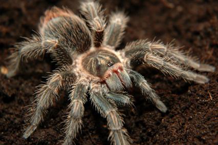 vogelspinnen Bilder - Phormictopus cancerides