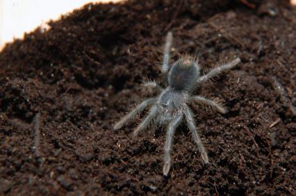 vogelspinnen Bilder - Phormictopus cancerides
