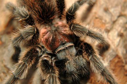 vogelspinnen Bilder - Grammostola rosea