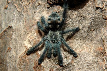 vogelspinnen Bilder - Avicularia purpurea