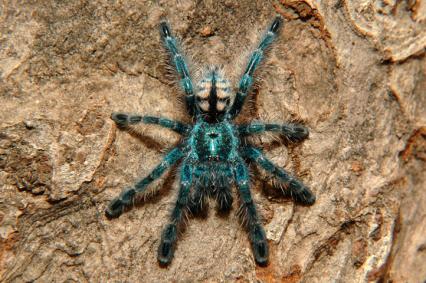 vogelspinnen Bilder - Avicularia versicolor