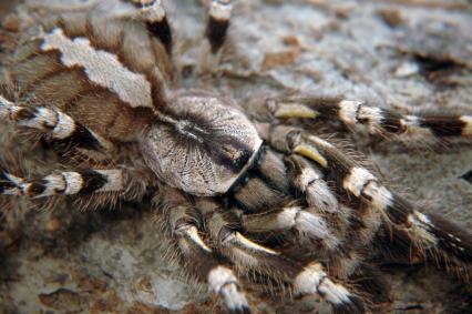 vogelspinnen Bilder - Poecilotheria regalis