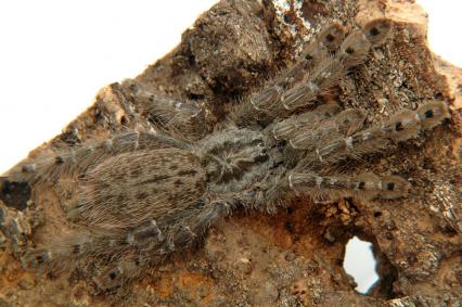 vogelspinnen Bilder - Heteroscodra maculata