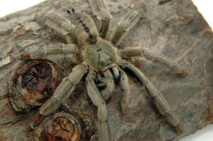 vogelspinnen Bilder - Psalmopoeus cambridgei