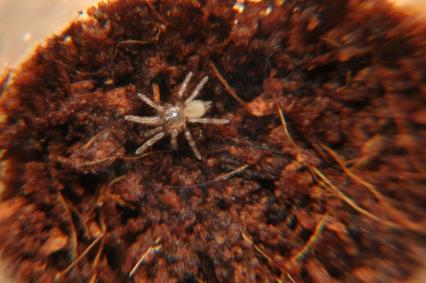vogelspinnen Bilder - Cyriocosmus elegans