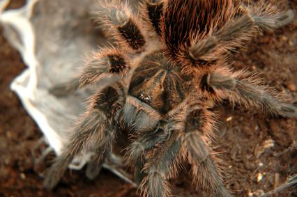 vogelspinnen Bilder - Phormictopus cancerides