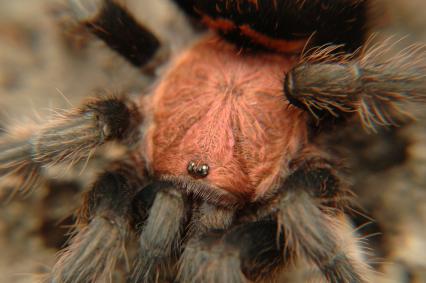 vogelspinnen Bilder - Cyclasternum fasciatum