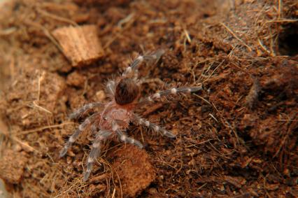 vogelspinnen Bilder - Acanthoscurria geniculata