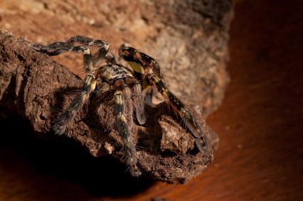 vogelspinnen Bilder - Poecilotheria ornata