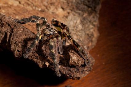 vogelspinnen Bilder - Poecilotheria ornata
