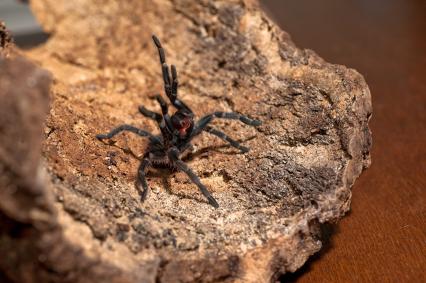 vogelspinnen Bilder - Phormictopus cancerides