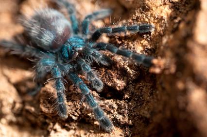 vogelspinnen Bilder - Avicularia versicolor
