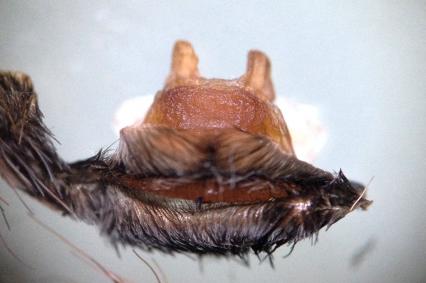 vogelspinnen Bilder - Spermathek Acanthoscurria geniculata
