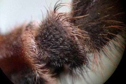 vogelspinnen Bilder - Stridulationsorgan Acanthoscurria geniculata
