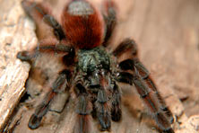 Avicularia versicolor - Eine der schönsten Vogelspinnen!