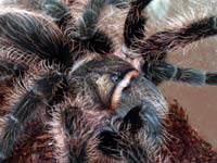 Adultes Brachypelma albopilosum Weibchen