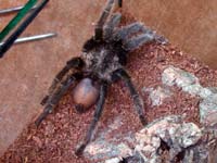 Altes adultes Brachypelma albopilosum Männchen