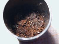Brachypelma albopilosum Spiderling in Filmdose (1te Fresshaut)