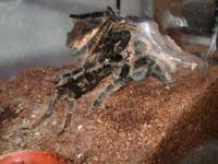 Paarung B. albopilosum: Der Akt