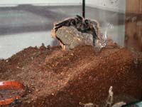 Paarung B. albopilosum: Die Flucht
