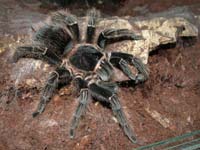 Adultes Lasiodora parahybana Weibchen