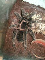 Adultes Lasiodora parahybana Weibchen