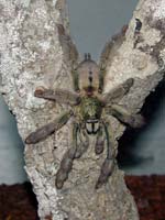 Sub-Adultes Psalmopoeus cambridgei Männchen
